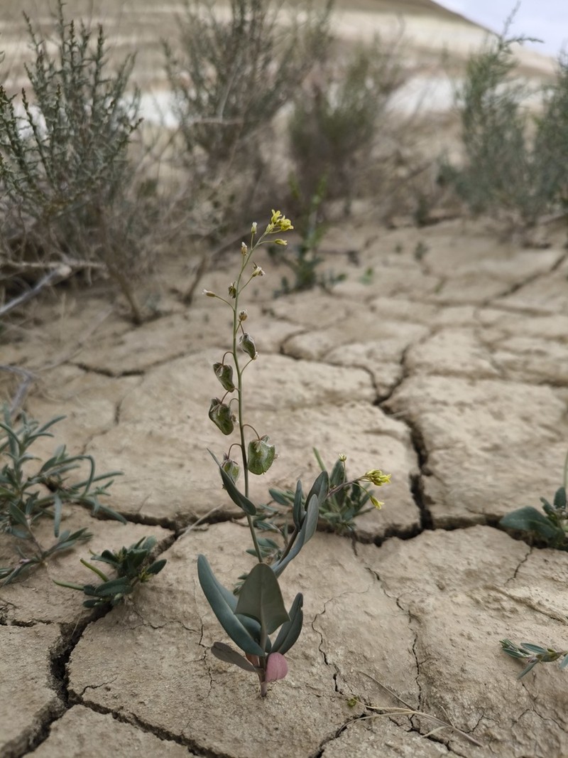 Isatis armena photo 2