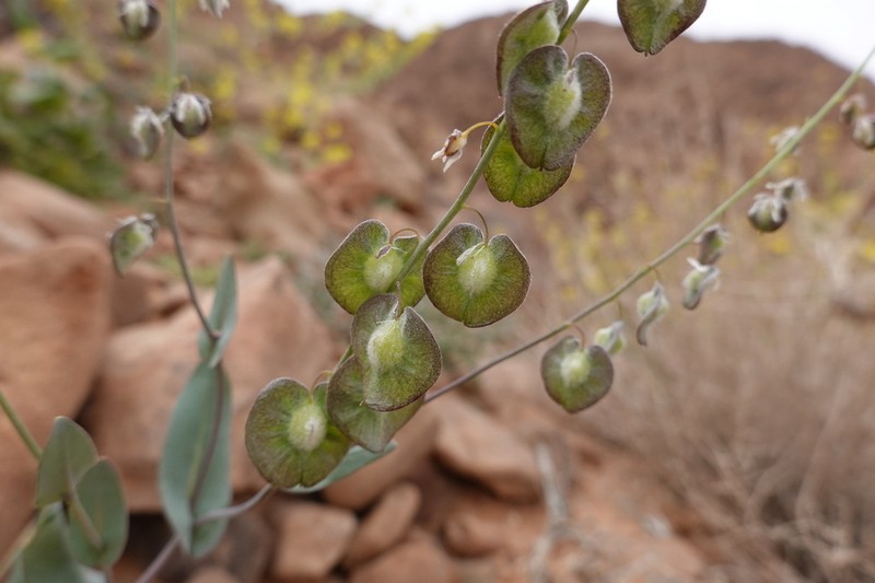 Isatis armena photo 3