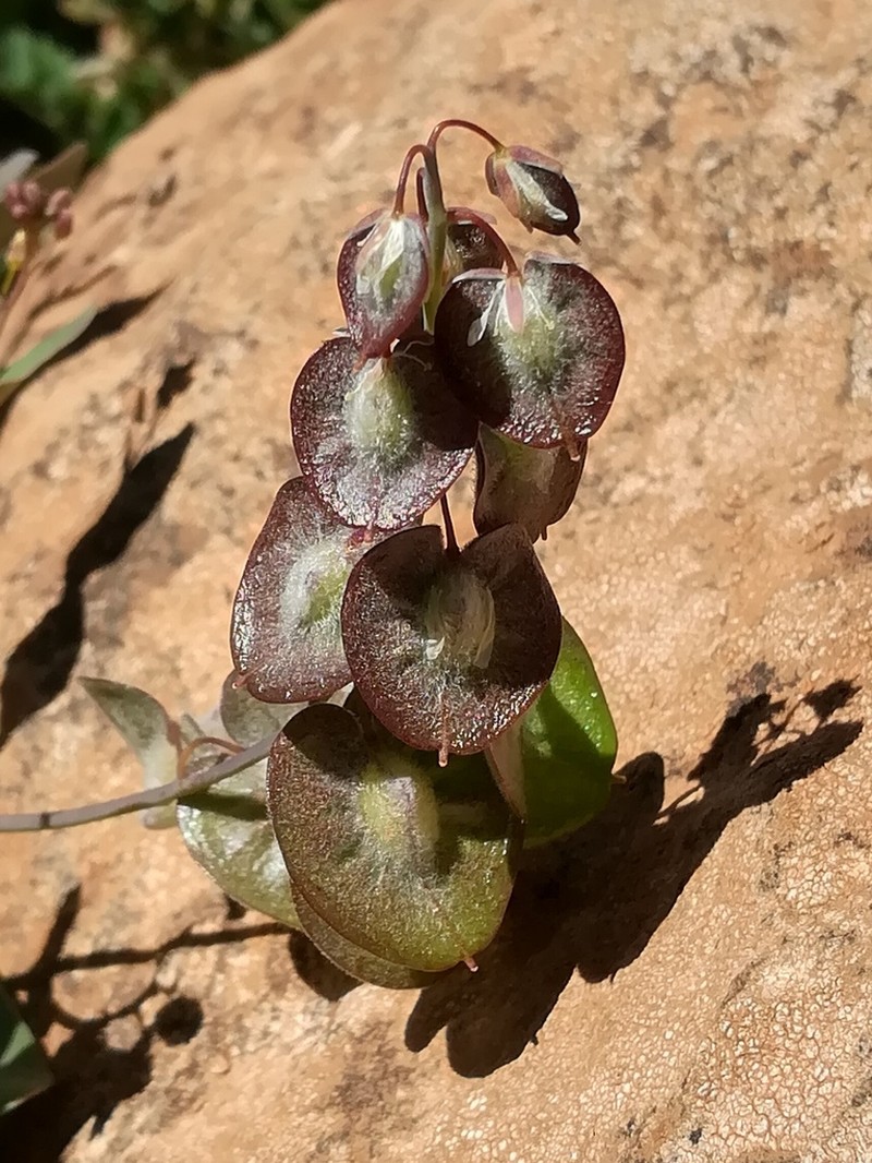 Isatis armena photo 4