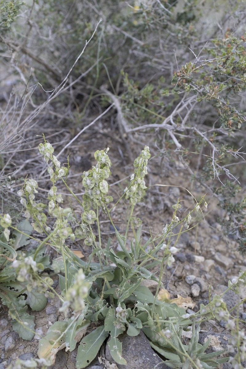 Isatis armena photo 5