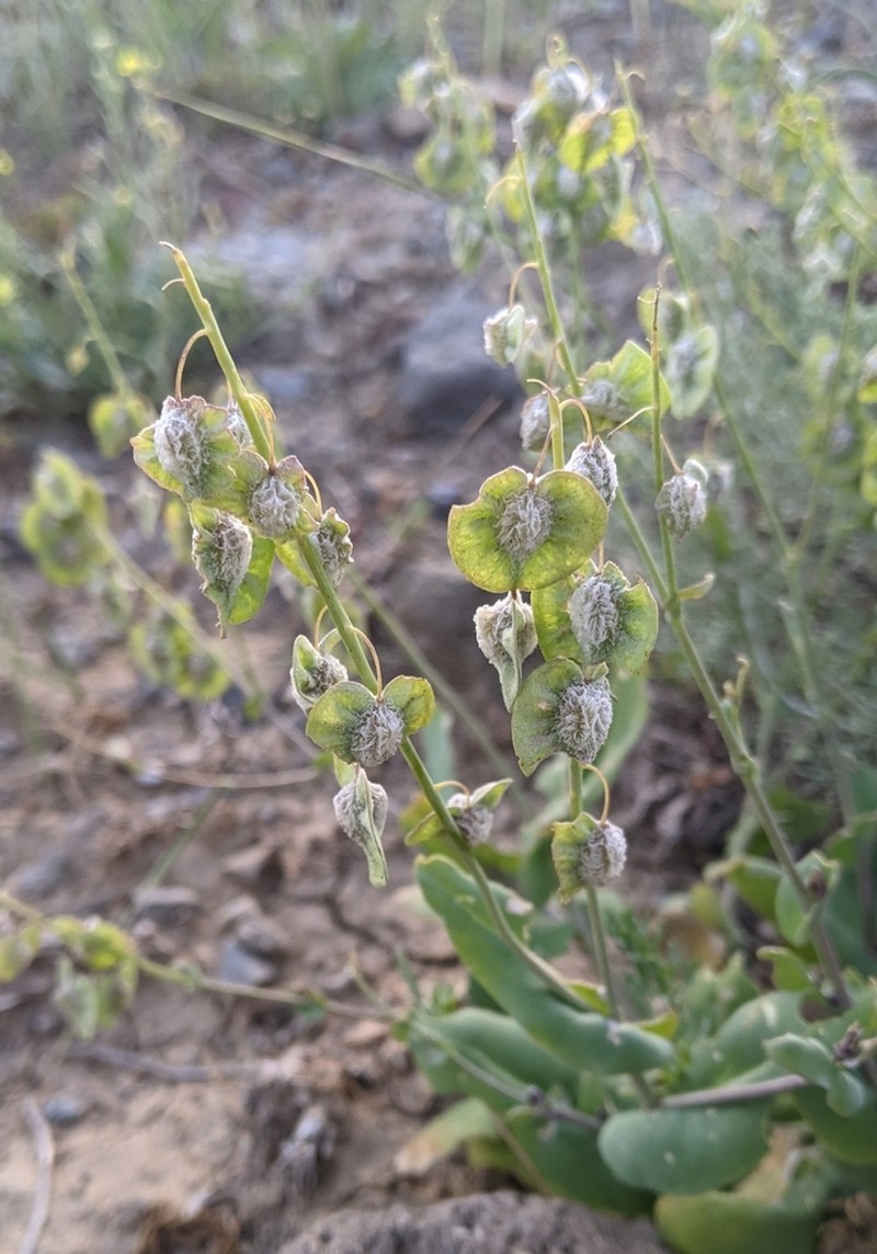 Isatis armena photo 8