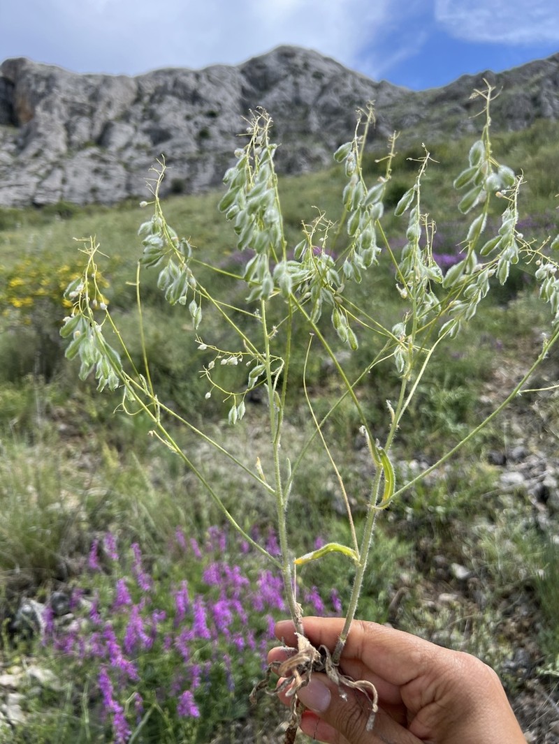 Isatis aucheri