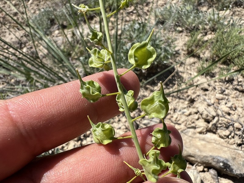 Isatis boreava