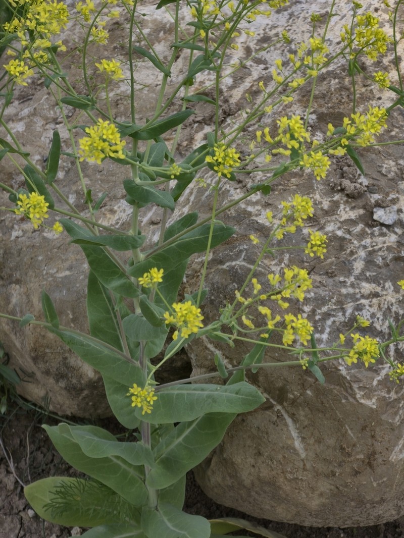 Isatis boreava photo 3