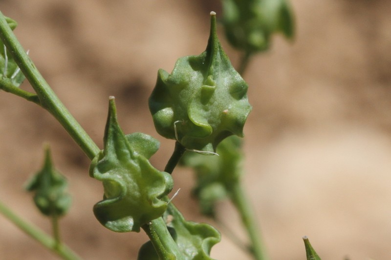 Isatis boreava photo 4