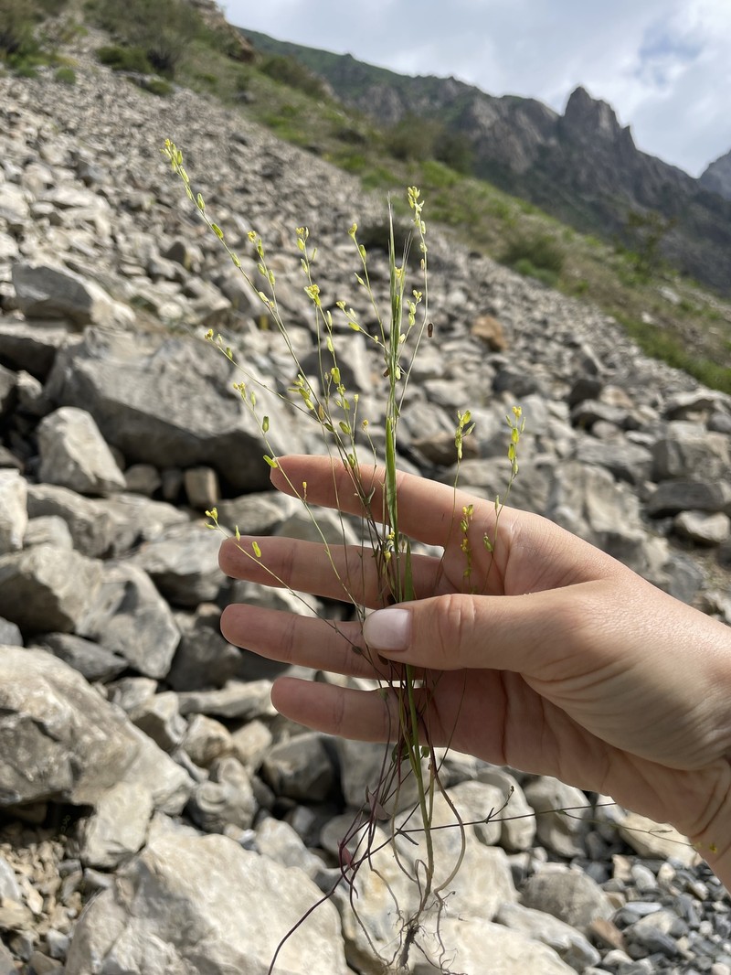 Isatis brevipes photo 2