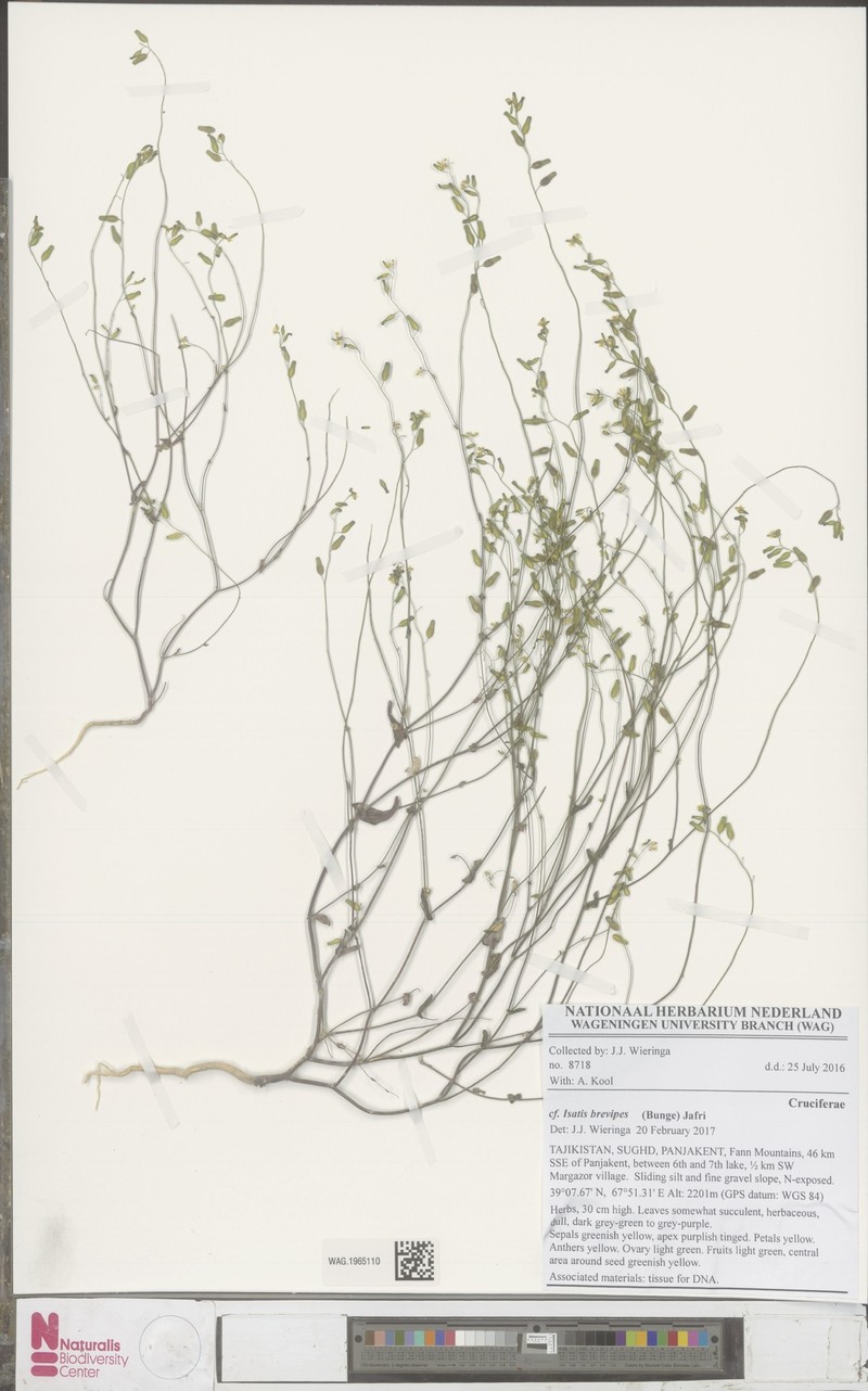 Isatis brevipes photo 4