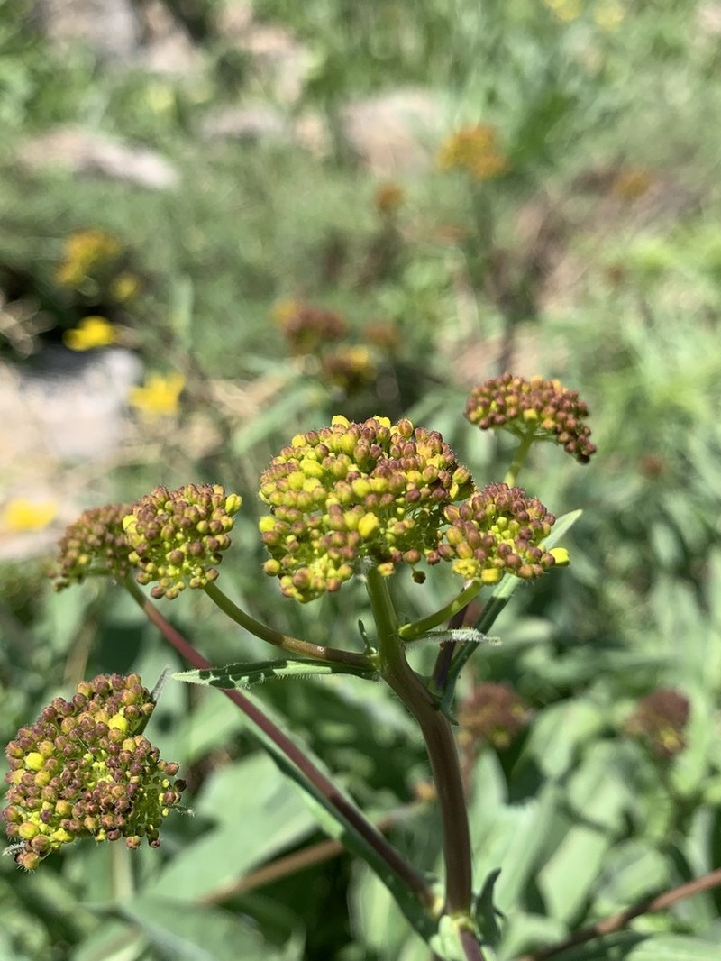 Isatis buschiana