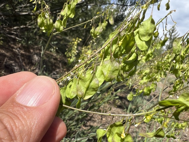 Isatis candolleana