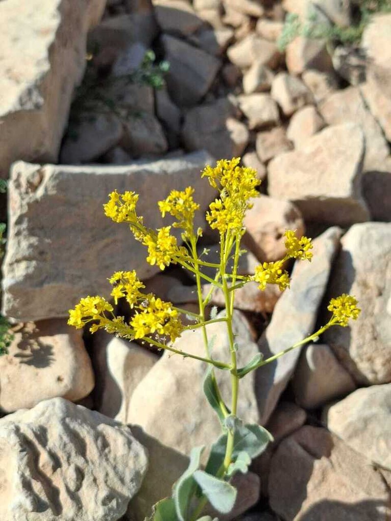 Isatis cappadocica photo 2