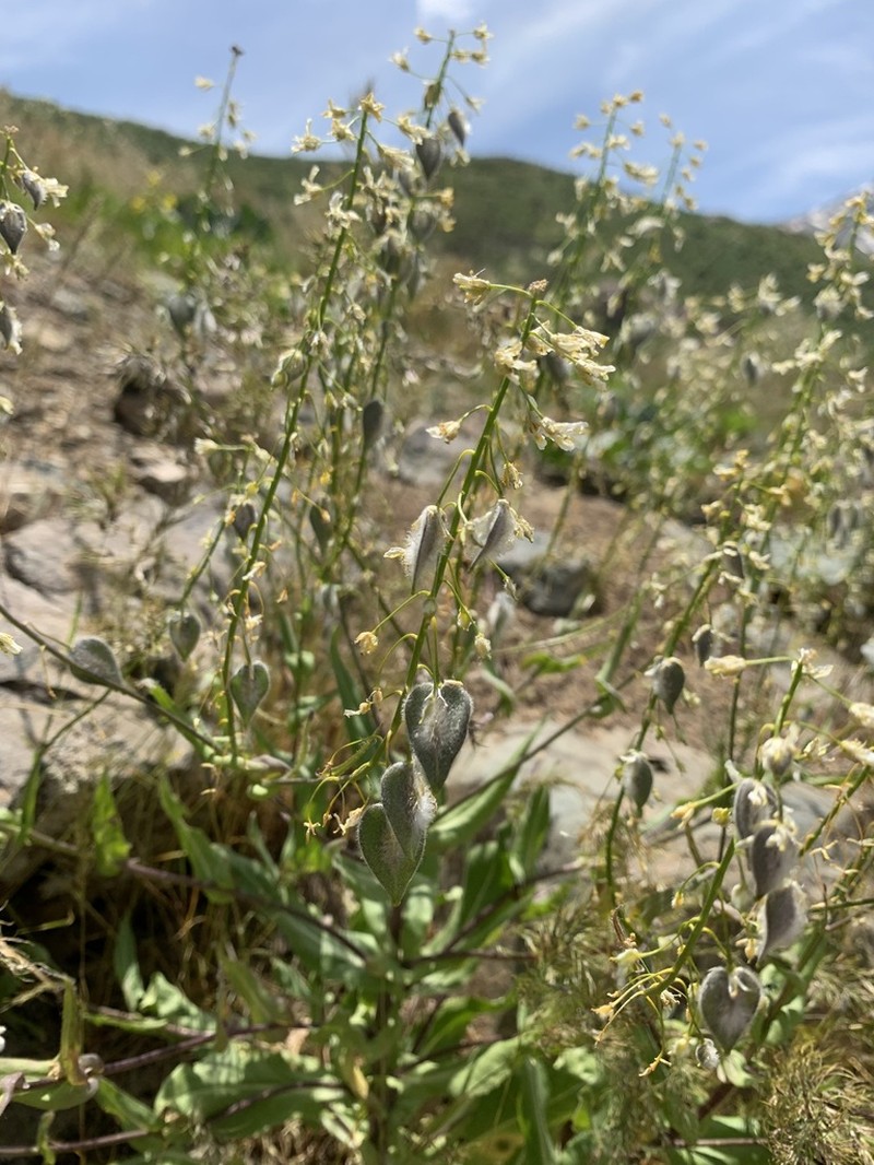 Isatis cappadocica photo 3