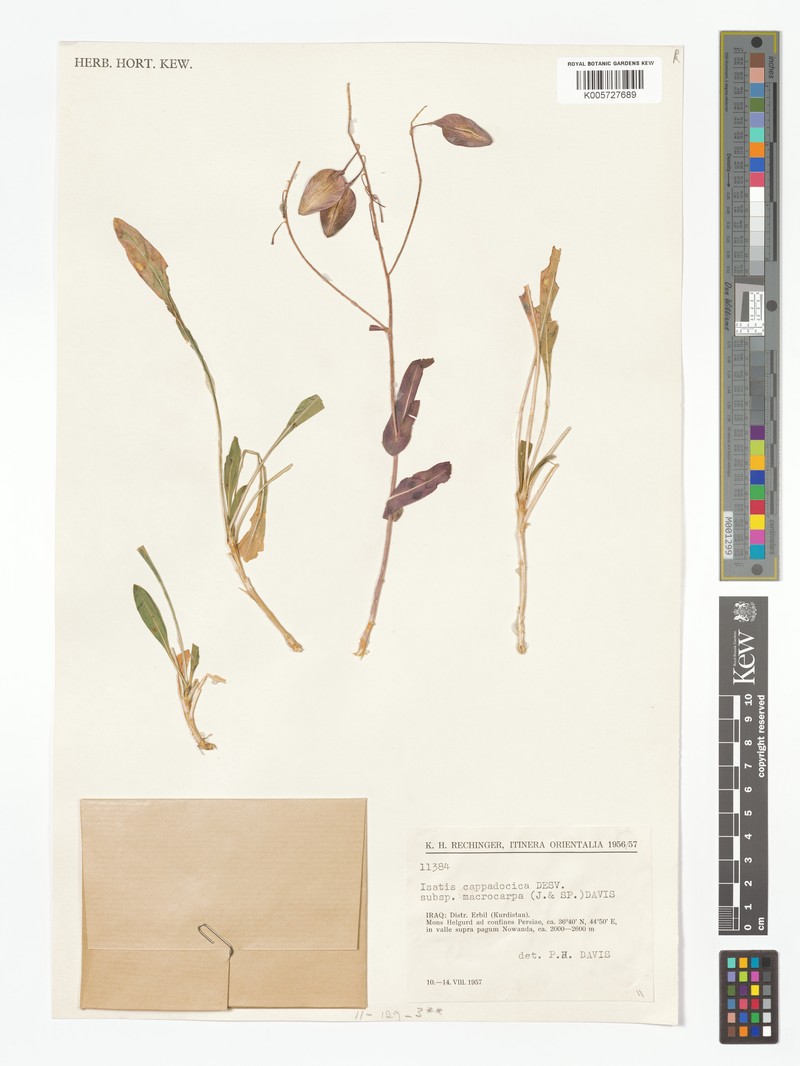 Isatis cappadocica subsp. macrocarpa