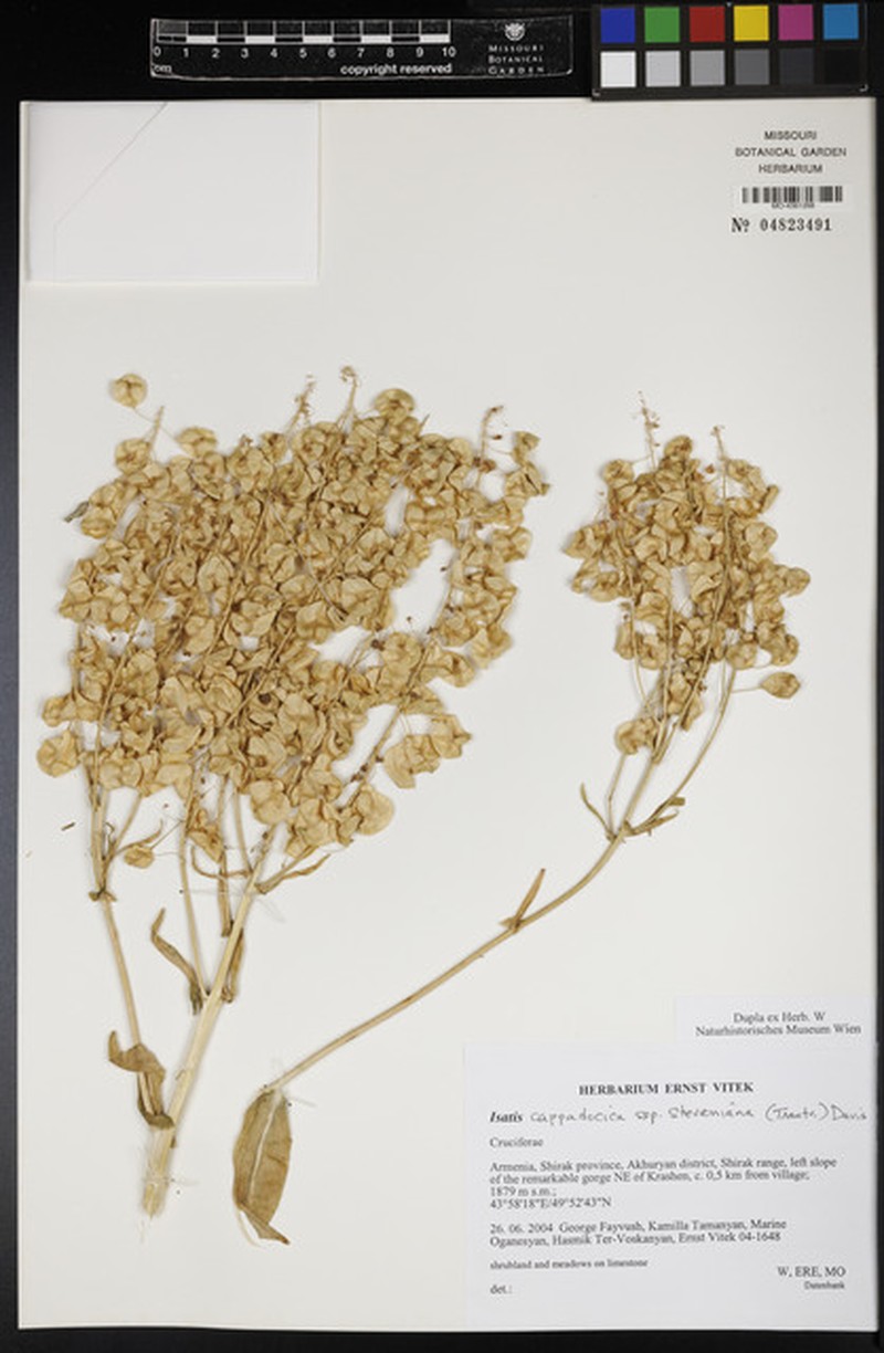 Isatis cappadocica subsp. stenophylla photo 2