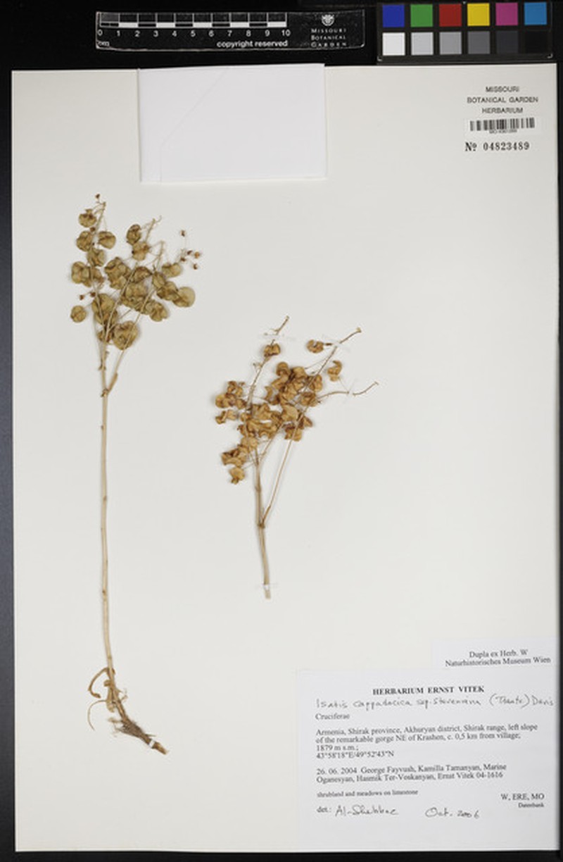 Isatis cappadocica subsp. stenophylla photo 3