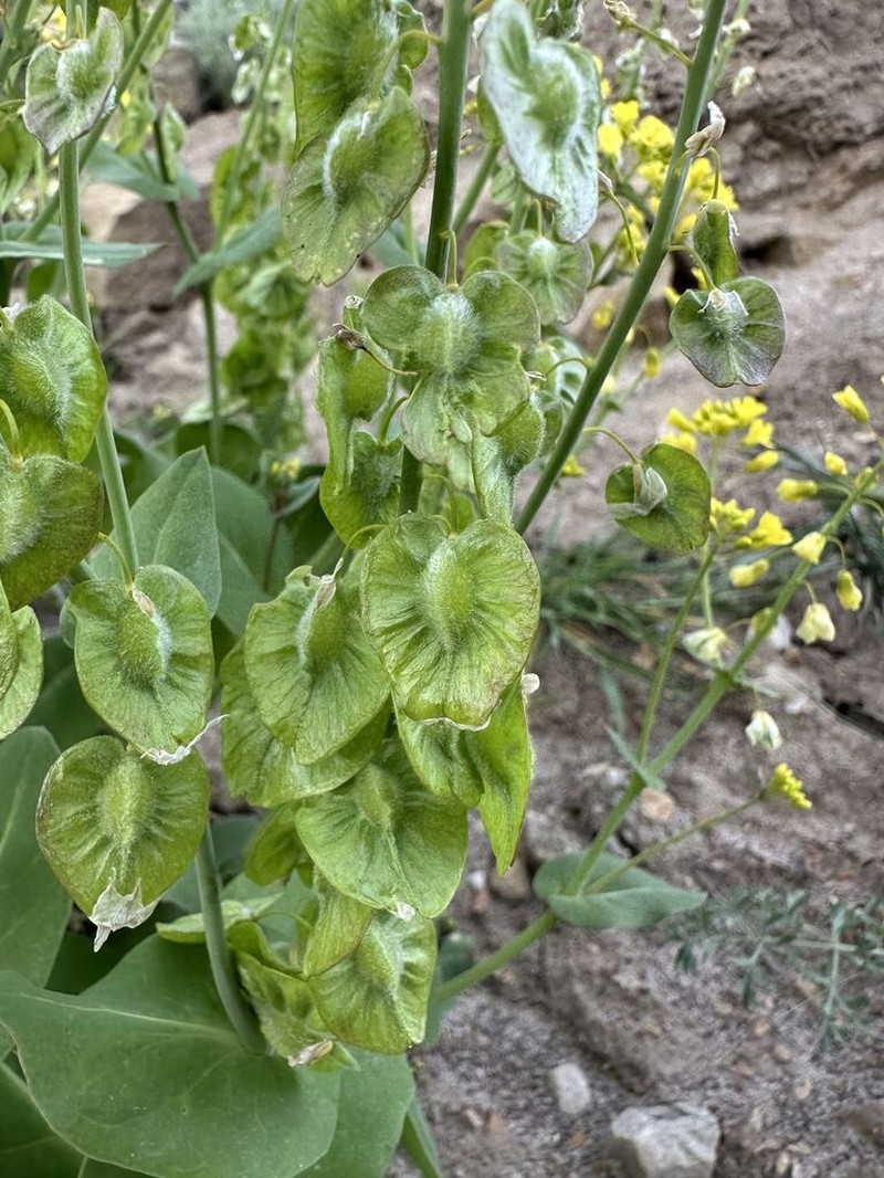 Isatis cardiocarpa
