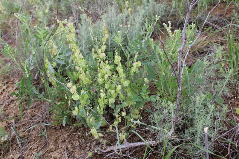 Isatis cardiocarpa photo 2