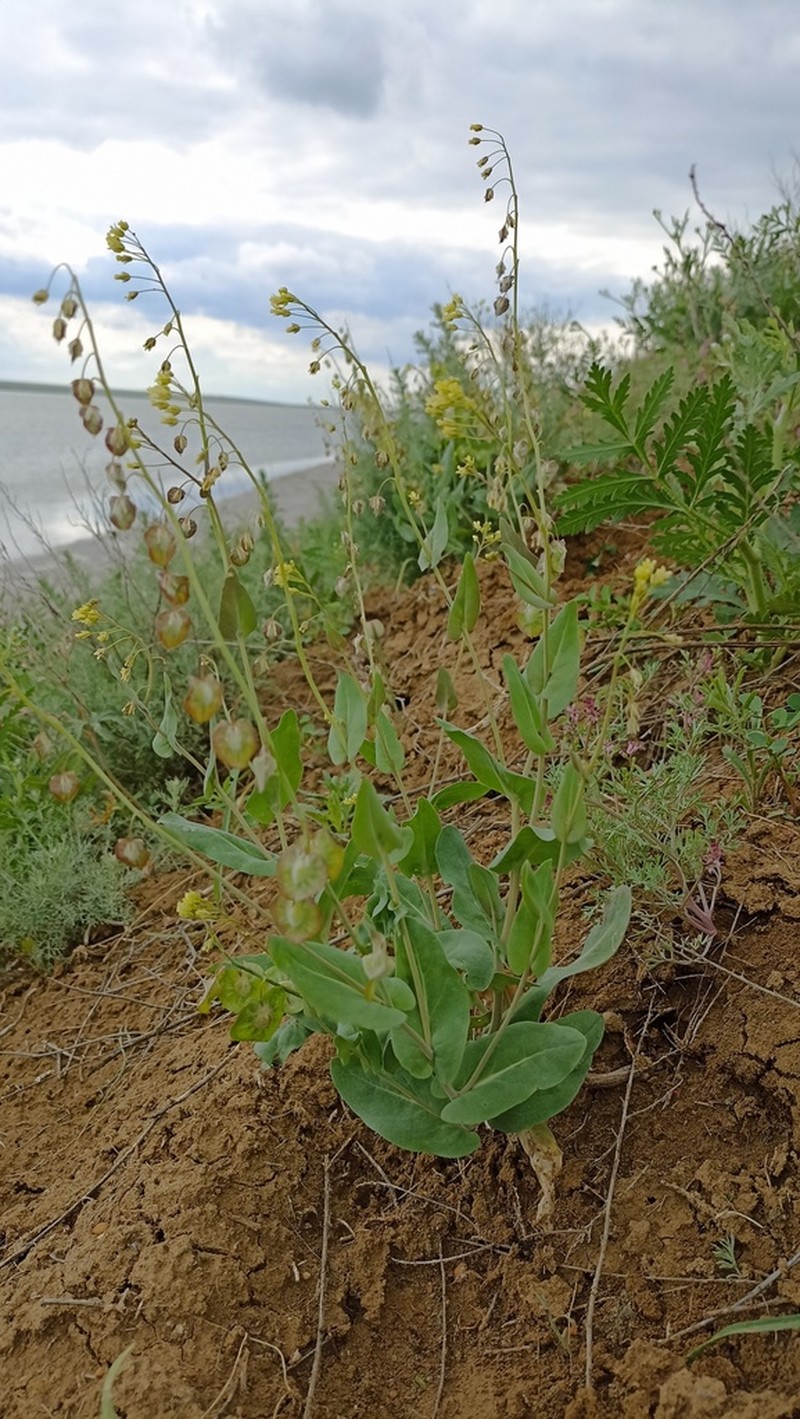Isatis cardiocarpa photo 3
