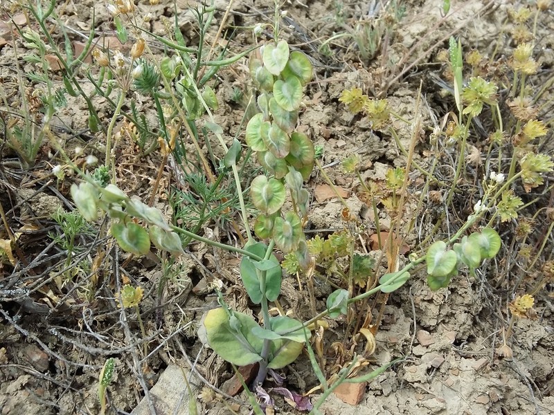 Isatis cardiocarpa photo 4