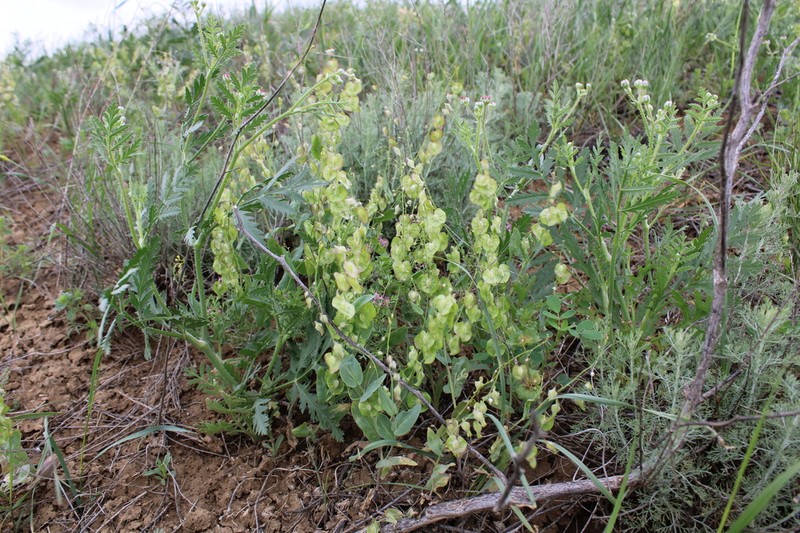 Isatis cardiocarpa photo 5