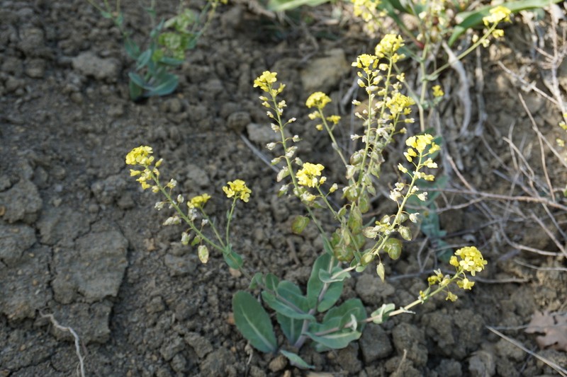 Isatis cardiocarpa photo 6