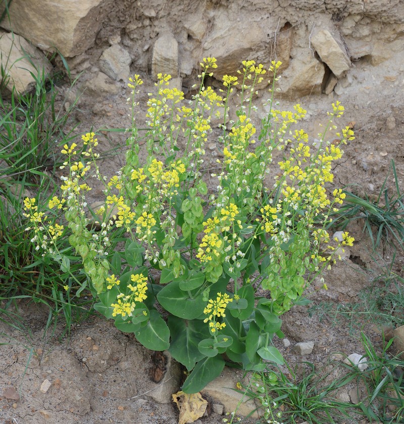 Isatis cardiocarpa photo 7