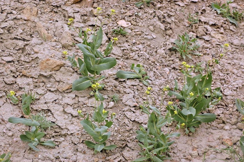 Isatis cardiocarpa photo 8