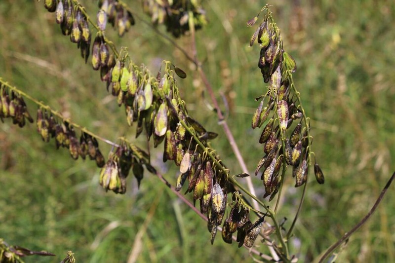 Isatis caucasica