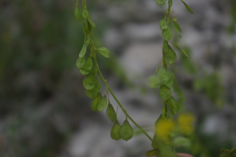 Isatis caucasica photo 2
