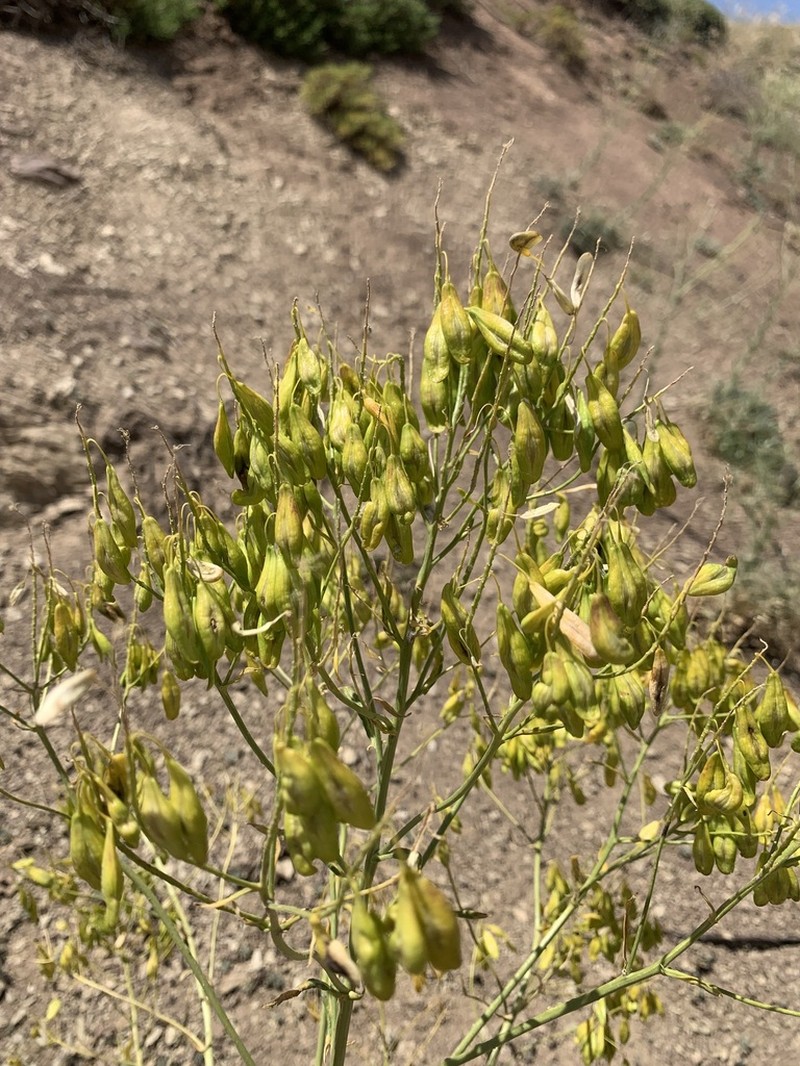 Isatis cochlearis
