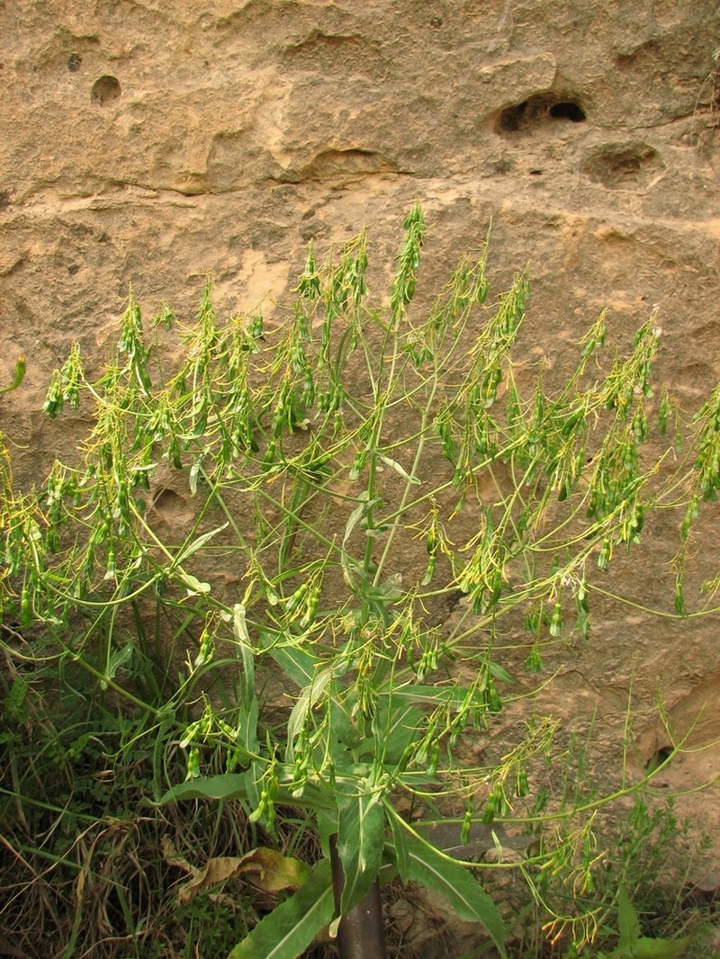 Isatis cochlearis photo 2