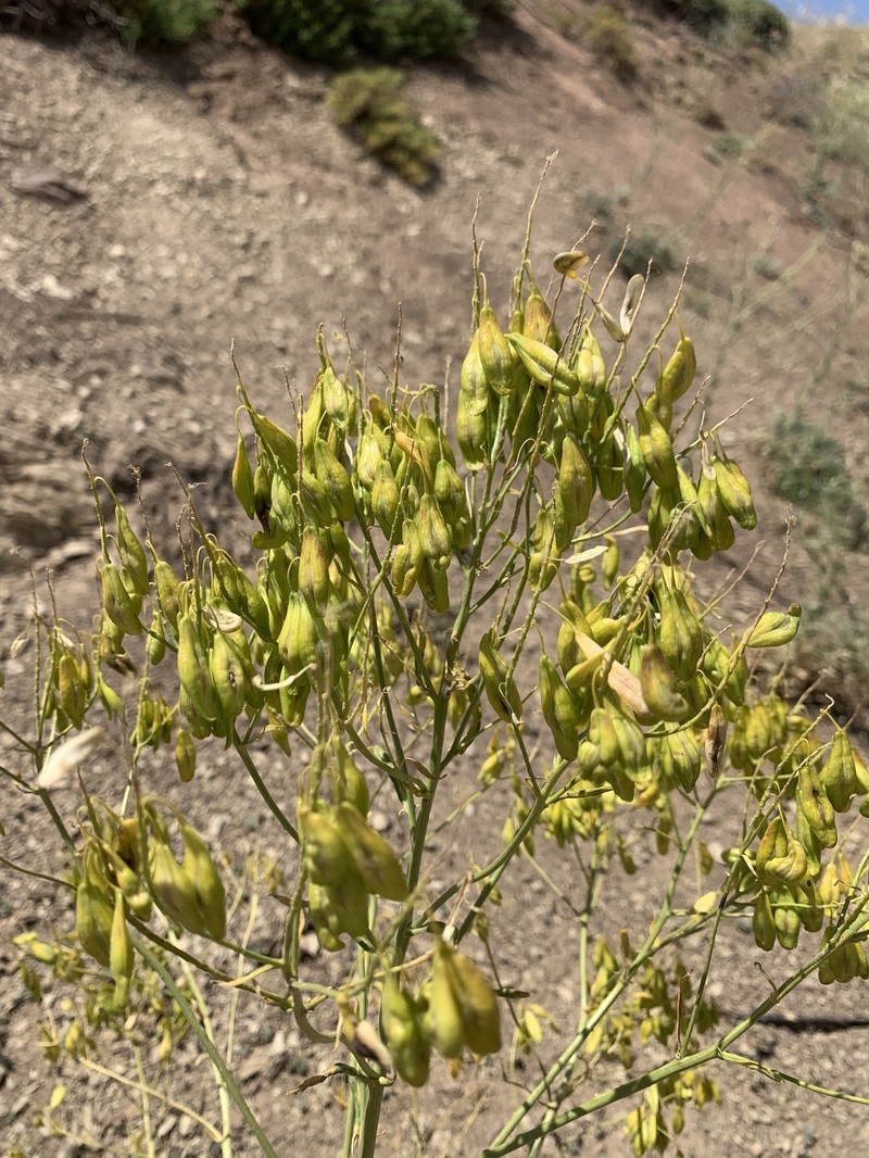 Isatis cochlearis photo 3
