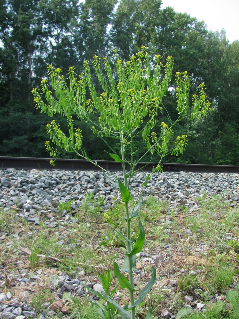 Isatis costata