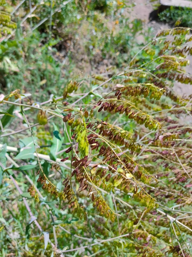 Isatis costata photo 2