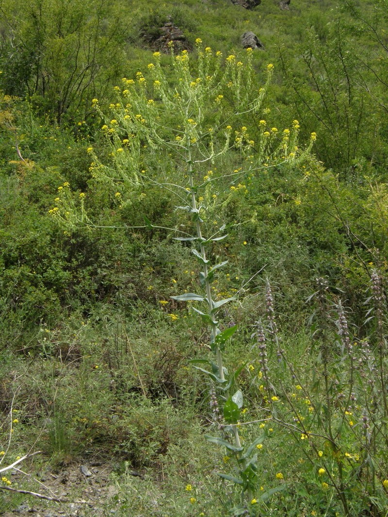 Isatis costata photo 4