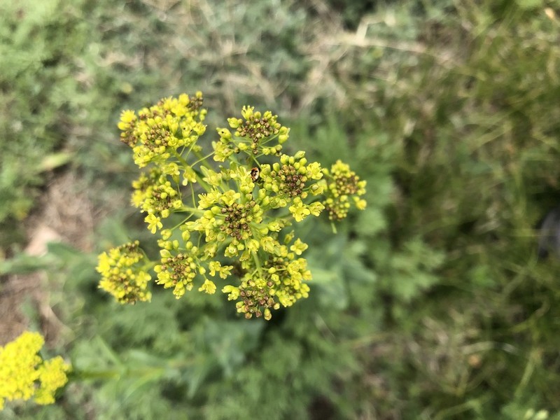 Isatis costata photo 5