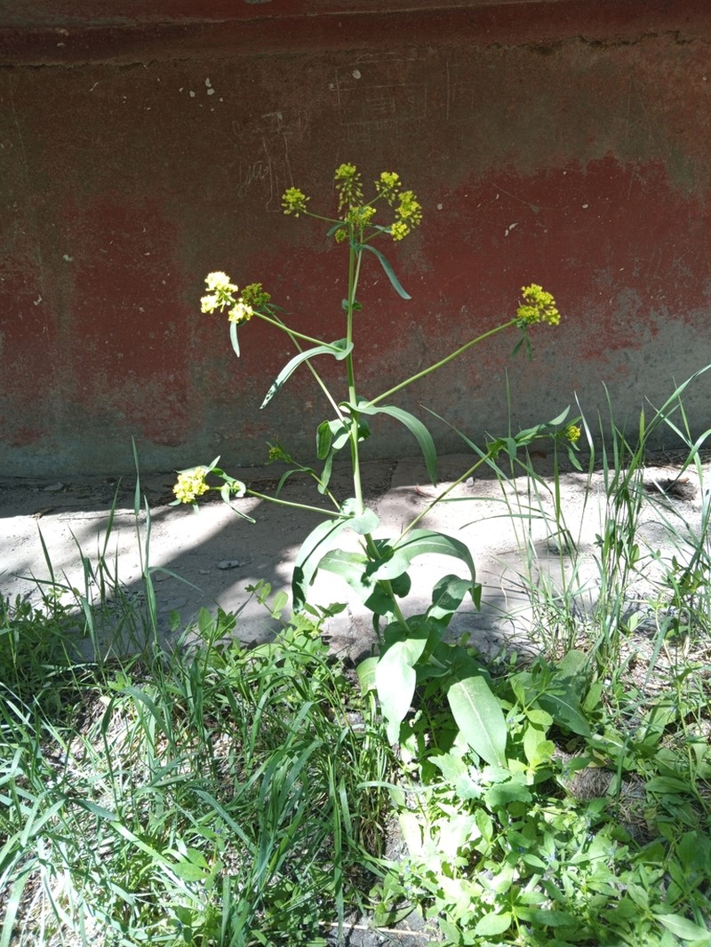 Isatis costata photo 6