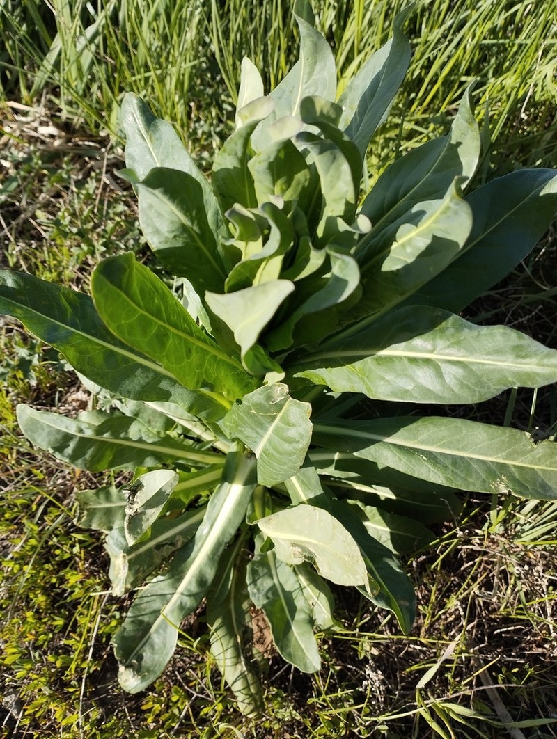 Isatis costata photo 7