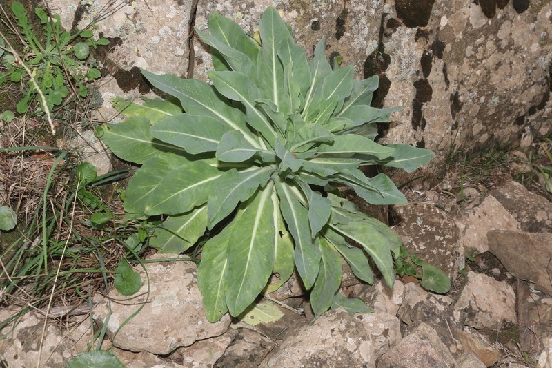 Isatis djurdjurae