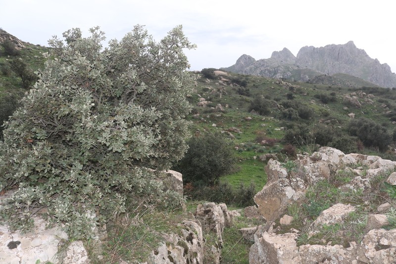 Isatis djurdjurae photo 2