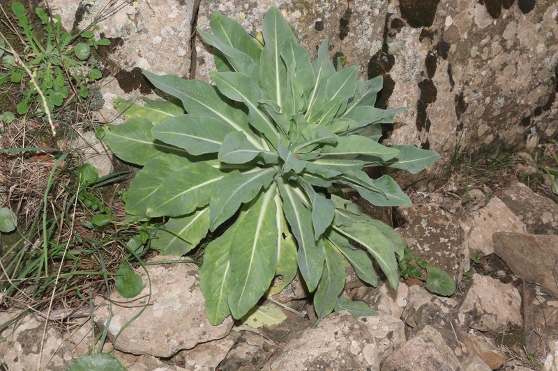 Isatis djurdjurae photo 4