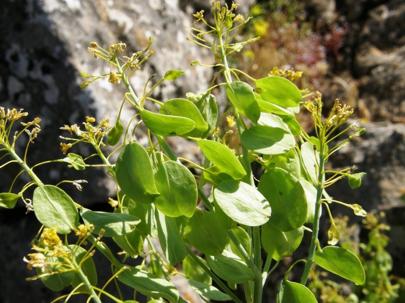 Isatis djurdjurae photo 6
