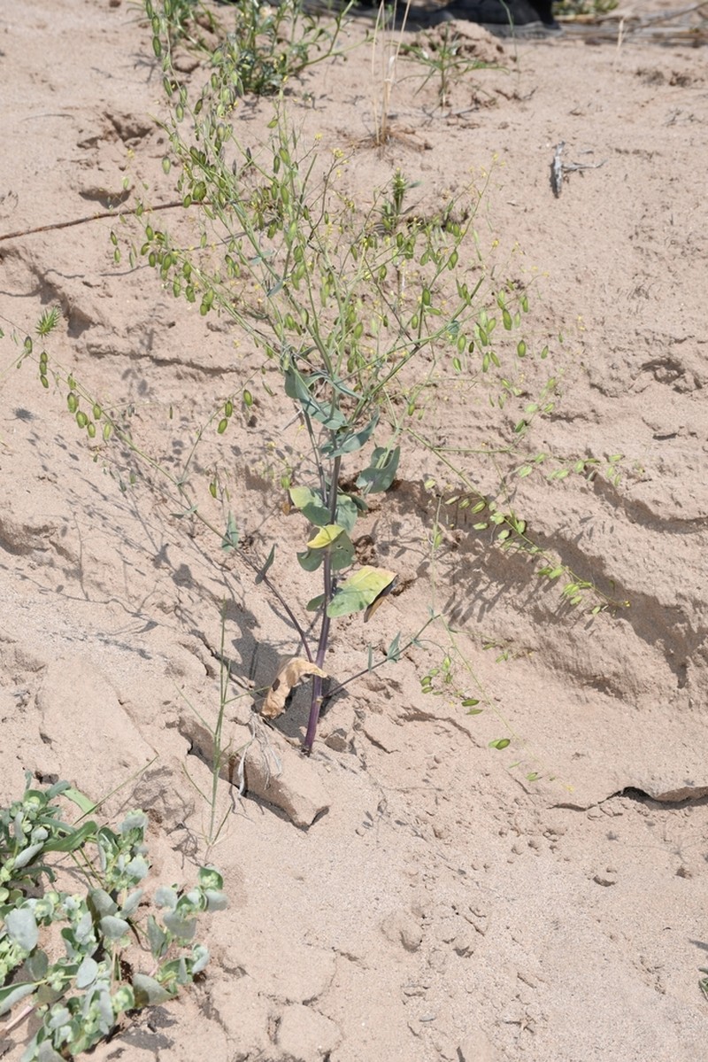 Isatis emarginata