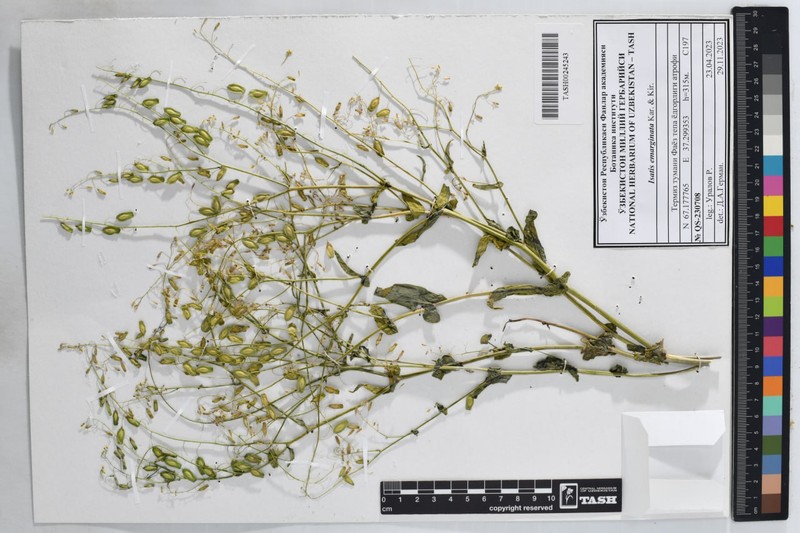 Isatis emarginata photo 3