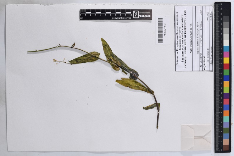 Isatis emarginata photo 4