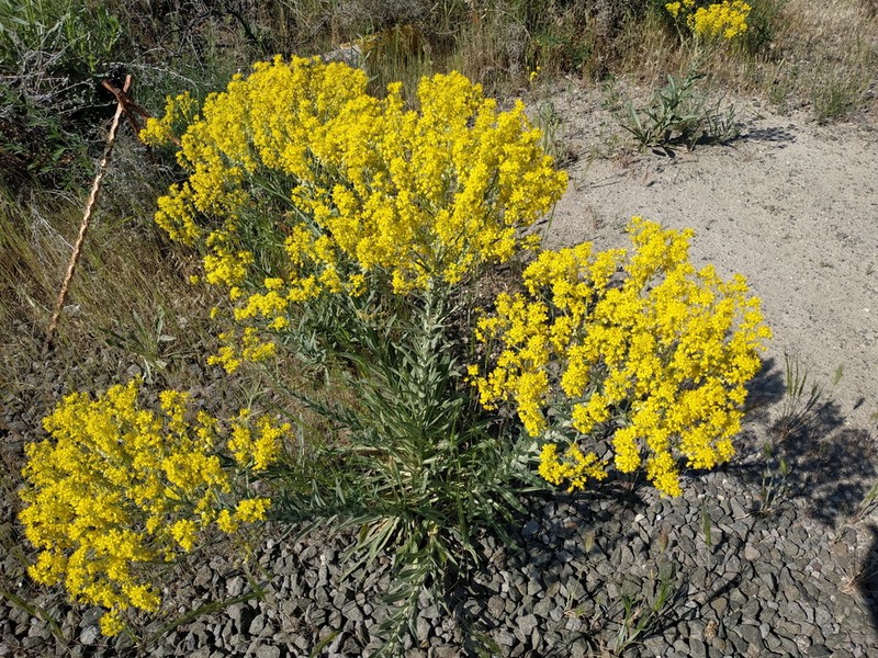 Isatis floribunda