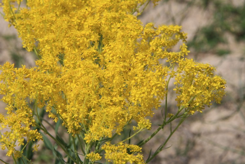 Isatis floribunda photo 2