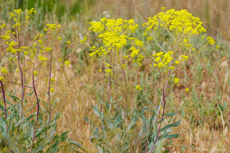 Isatis floribunda photo 3