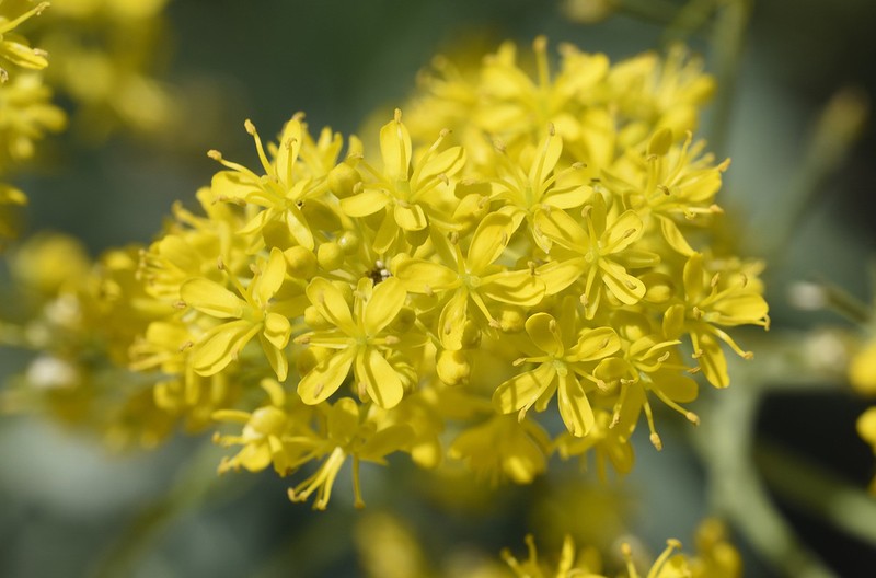 Isatis floribunda photo 4