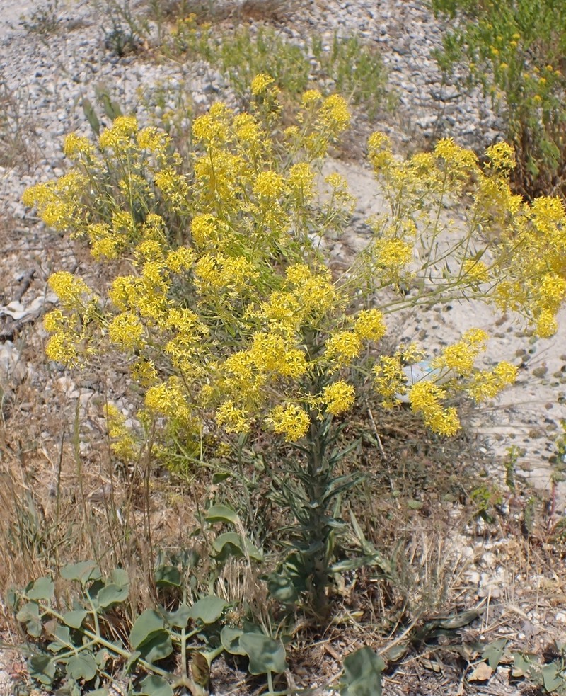 Isatis floribunda photo 5
