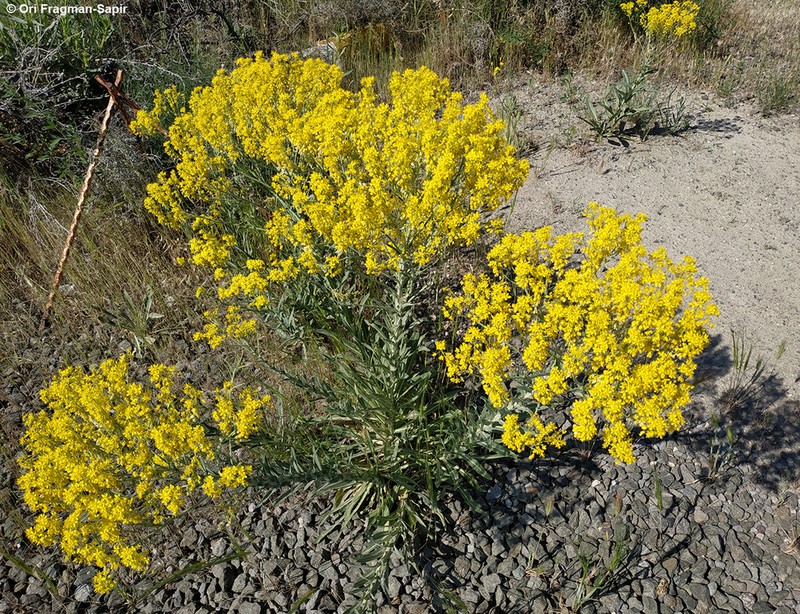 Isatis floribunda photo 6